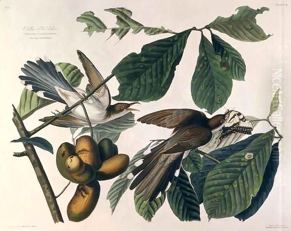 Yellow-billed Cuckoo, from 'Birds of America' Oil Painting by John James Audubon