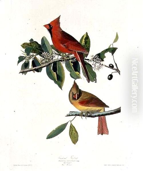 Cardinalis cardinalis (Northern Cardinal) one male and two females Oil Painting by John James Audubon