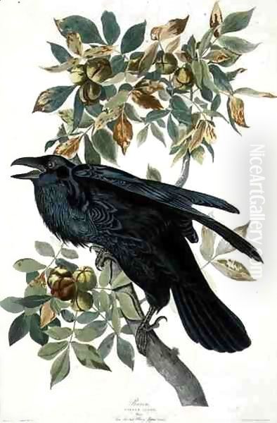 Raven Oil Painting by John James Audubon