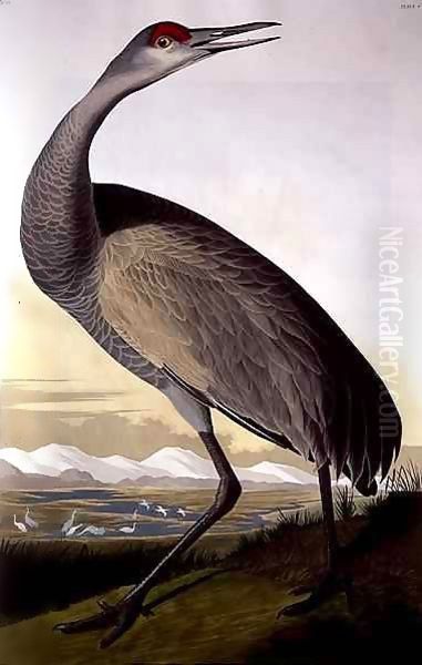 Sandhill Crane, from 'Birds of America' Oil Painting by John James Audubon