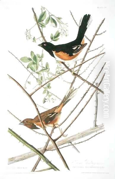 The Towhe Bunting, from 'Birds of America' Oil Painting by John James Audubon