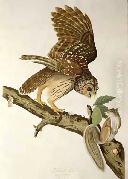 Barred Owl, from 'Birds of America' Oil Painting by John James Audubon