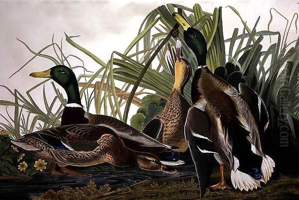 Mallard Duck, from 'Birds of America' Oil Painting by John James Audubon