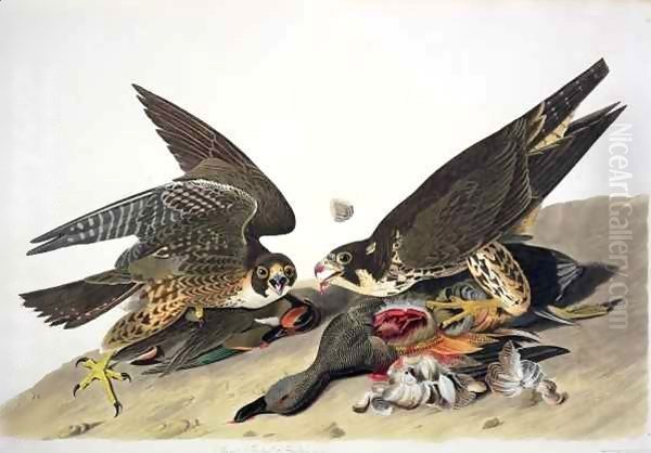 Great Footed Hawk, from 'Birds of America' Oil Painting by John James Audubon