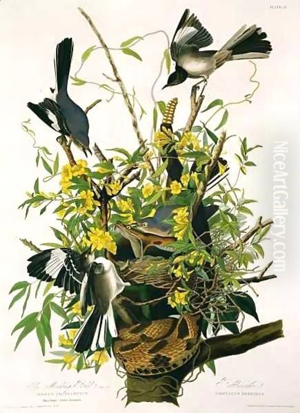 Mocking Birds and Rattlesnake, from 'Birds of America' 2 Oil Painting by John James Audubon