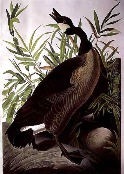 Canada Goose, from 'Birds of America' Oil Painting by John James Audubon