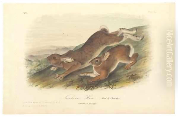 Northern Hare (Old & Young), illustration from 'The Viviparous Quadrupeds of North America' Oil Painting by John James Audubon