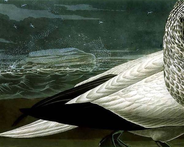 Gannets, from 'Birds of America' 2 Oil Painting by John James Audubon