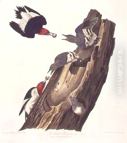 Melanerpes erythrocephalus (Red-headed woodpecker) one male, two female and young Oil Painting by John James Audubon