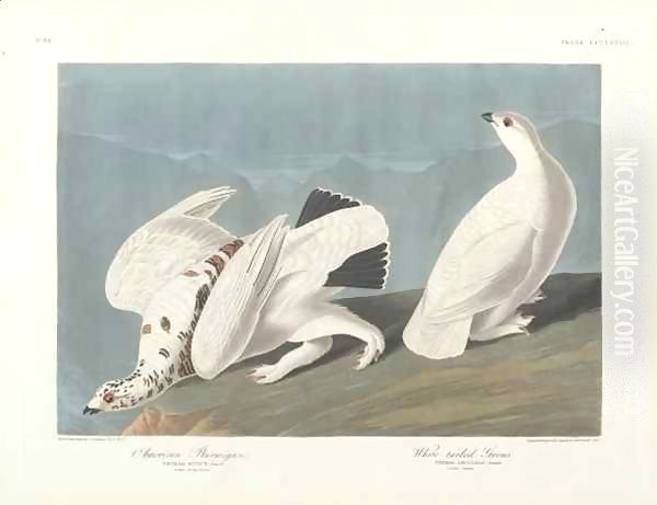 American Ptarmigan, White-tailed Grous Oil Painting by John James Audubon