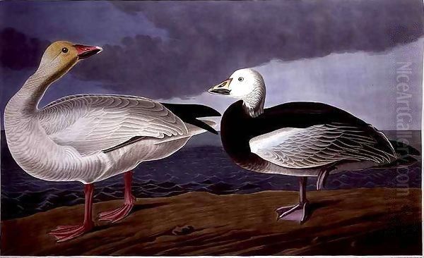 Snow Goose, from 'Birds of America' Oil Painting by John James Audubon