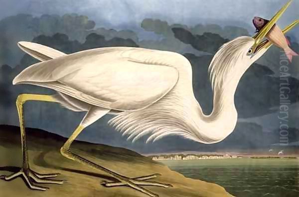 Great White Heron, from 'Birds of America' Oil Painting by John James Audubon