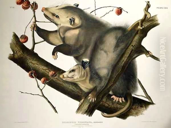 Virginian Opossum, from 'Quadrupeds of America' Oil Painting by John James Audubon