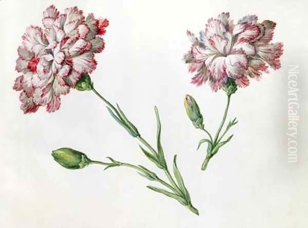 Carnations Oil Painting by Claude Aubriet