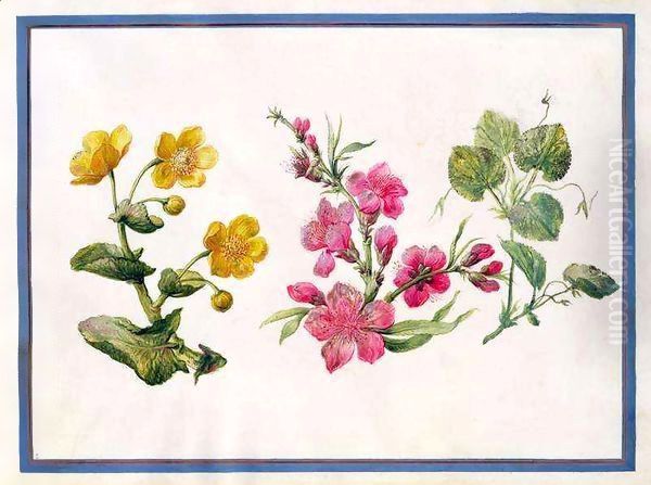 Marsh Marigold, Japonica, Violet Oil Painting by Claude Aubriet