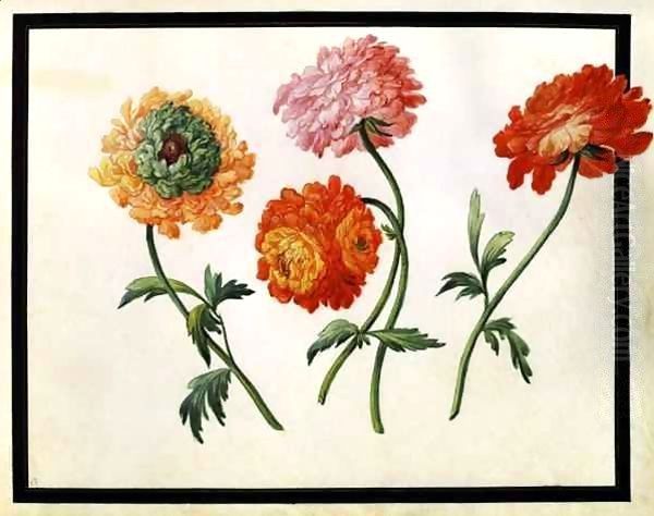 Chrysanthemums Oil Painting by Claude Aubriet