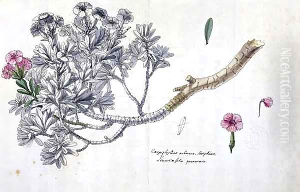 Caryophyllus Arboreus and Seriphius Oil Painting by Claude Aubriet