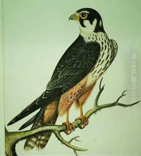 Hobby by Rev. C. Atkinson