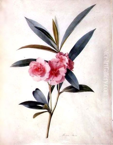 Nerium Oleander (Rose Bay) Oil Painting by Marie-Anne