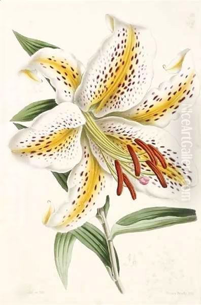 Lily, from 'The Floral Magazine' Oil Painting by James Andrews