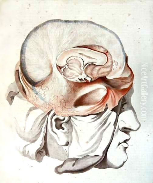 The Skull, from 'Traite d'Anatomie de Cerveau' Oil Painting by Angelique Allais (nee Briceau)