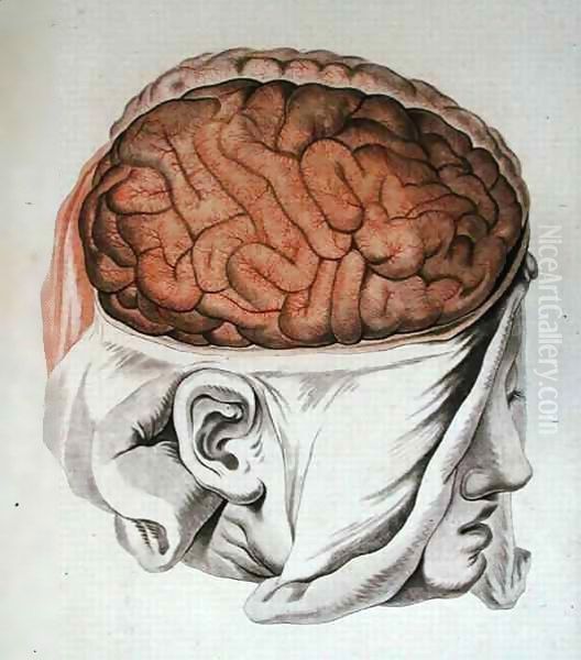 The Brain, from 'Traite d'Anatomie de Cerveau' Oil Painting by Angelique Allais (nee Briceau)