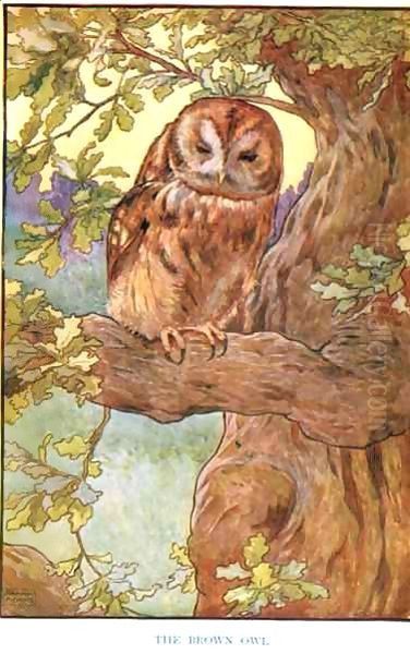 The Brown Owl, illustration from 'Country Ways and Country Days' Oil Painting by Frank Adams