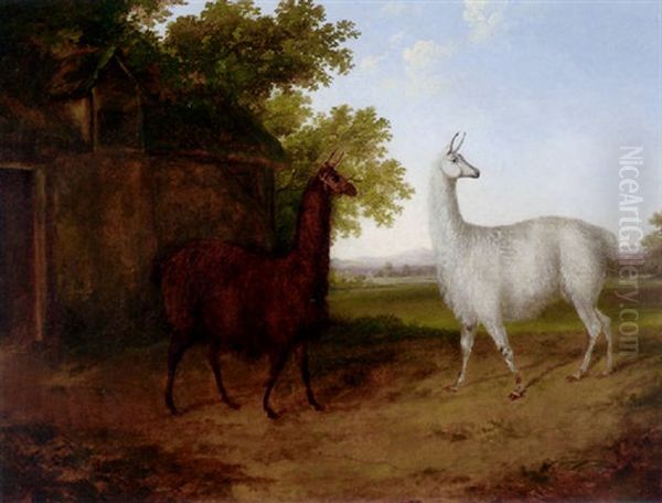 Two Llamas In A Landscape Oil Painting by Jacques-Laurent Agasse