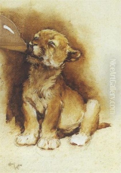 Zoo Study (lionceau Tetant) Oil Painting by Cecil Charles Windsor Aldin