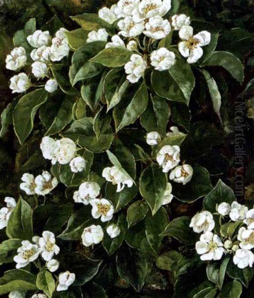 Frugtgren Med Hvide Blomster Oil Painting by Signe Andreasen