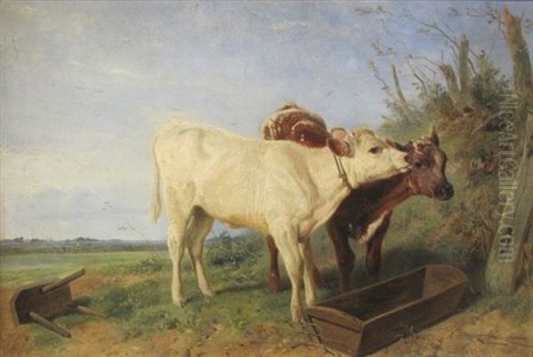 Shorthorn Calves At A Feeding Trough Oil Painting by Richard Ansdell