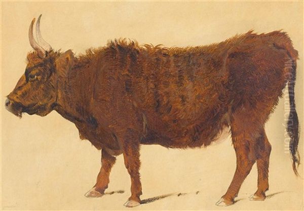 Study Of A Highland Cow Oil Painting by Richard Ansdell