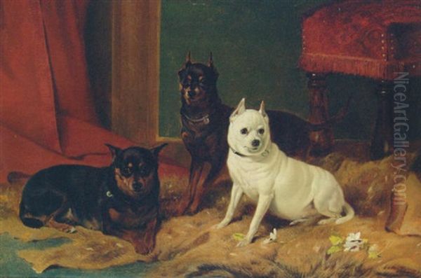 Two Manchester Terriers With An Old English White Terrier Oil Painting by Richard Ansdell