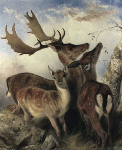 Fallow Deer Oil Painting by Richard Ansdell