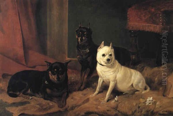 Manchester Terriers With An Old English White Terrier Oil Painting by Richard Ansdell