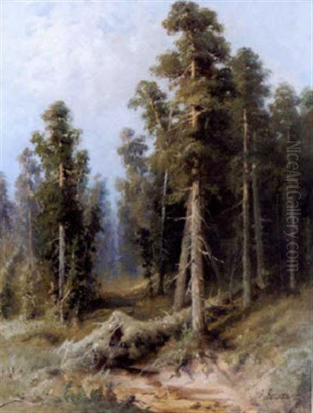 Forest With Wind-felled Trees Oil Painting by Aleksandr Petrovich Apsit