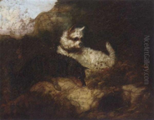 Terriers Rabbiting Oil Painting by Edward Armfield