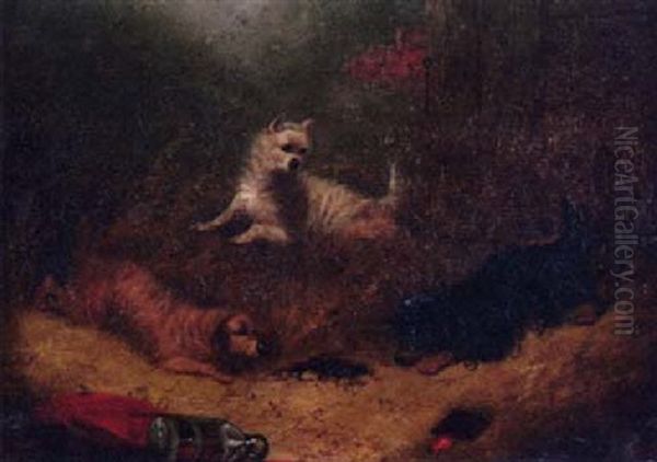 Terriers Ratting Oil Painting by Edward Armfield