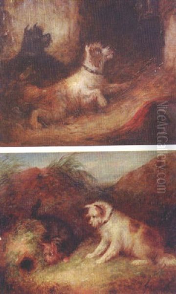 Terriers Rabbiting Oil Painting by Edward Armfield