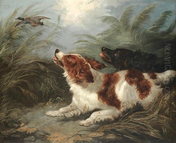 Spaniels Putting Up A Mallard Oil Painting by George Armfield