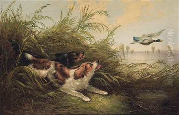 Spaniels Putting Up Mallard Oil Painting by George Armfield