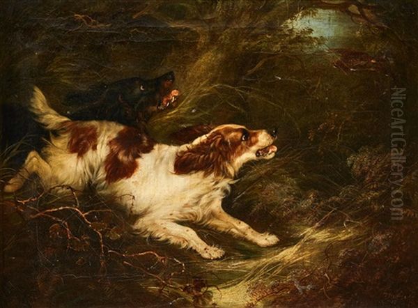 Spaniels Flushing A Bird Oil Painting by George Armfield