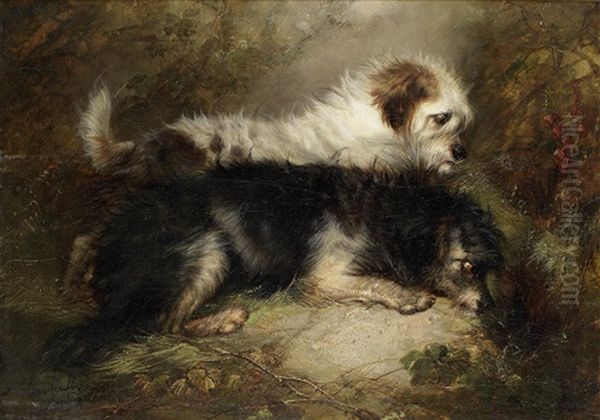 Terriers Lying In Wait Oil Painting by George Armfield