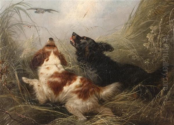 Spaniels In The Rushes Putting Up A Mallard Oil Painting by George Armfield