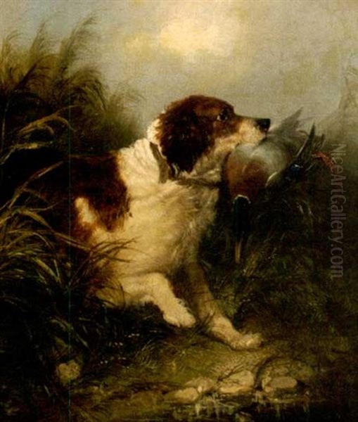 Spaniel Retrieving A Mallard Oil Painting by George Armfield