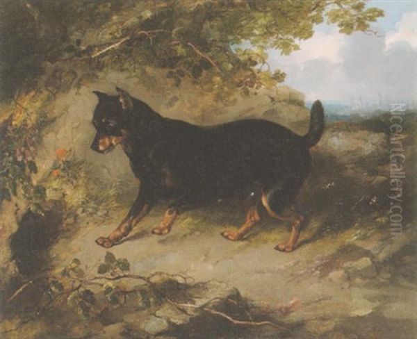 A Manchester Terrier In A Landscape Oil Painting by George Armfield