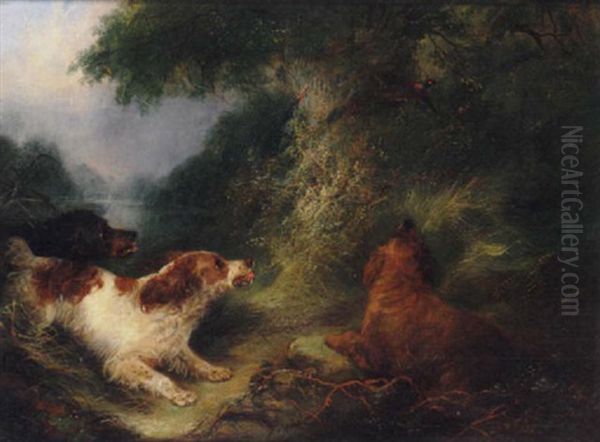 Spaniels Putting Up Pheasant Oil Painting by George Armfield