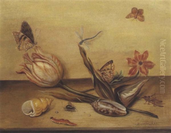 Stillleben Mit Einer Tulpe, Einer Anemone, Zwei Muscheln Und Insekten Oil Painting by Balthasar Van Der Ast