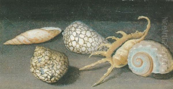 Coquillages Disposes Sur Un Entablement Oil Painting by Balthasar Van Der Ast