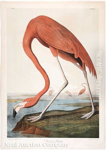 Flamingo, Pl. 318 (from Birds Of America) Oil Painting by John James Audubon